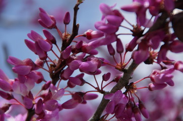 Apple blossoms
