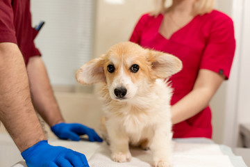 Veterinary doctors exam little corgi dog in manipulation room of pet clinic. Pet health care