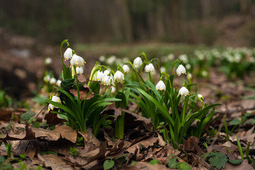 Spring flowers bloom in early spring. Fresh white snowdrops bloom in a clearing in the forest in the spring season. Group of snowdrops close up. Spring background.