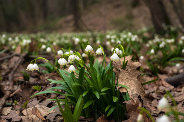 Spring flowers bloom in early spring. Fresh white snowdrops bloom in a clearing in the forest in the spring season. Group of snowdrops close up. Spring background.