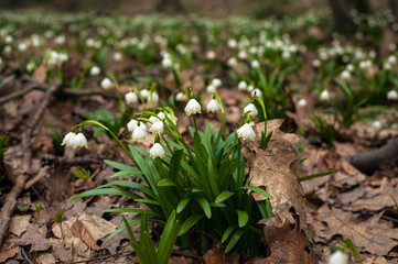 Spring flowers bloom in early spring. Fresh white snowdrops bloom in a clearing in the forest in the spring season. Group of snowdrops close up. Spring background.