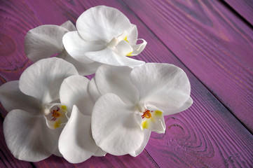 A branch of white Phalaenopsis flowers on the purple table