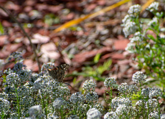 Painted Lady Butterfly on White flowers with green garden and red woodchip background
