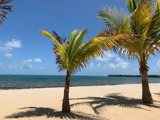 Beach vacation paradise palm trees sand sun