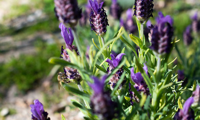 Honeybee on French Lavender