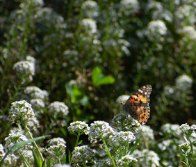 Painted Lady Butterfly on White flowers with green garden