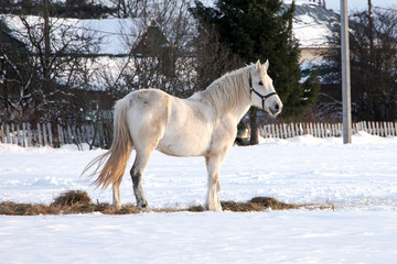 Countryside landscape with white beautiful horse in the snow.