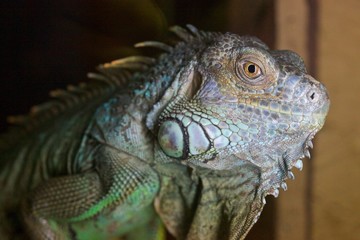 green iguana on a branch