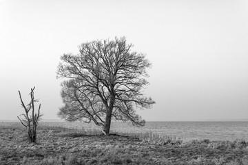 Fototapeta premium Winter trees by lake