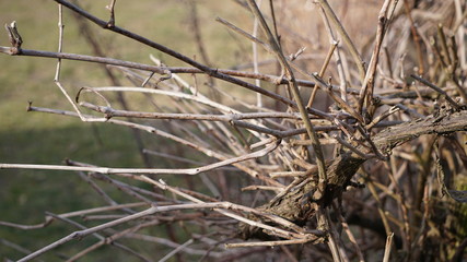 natura