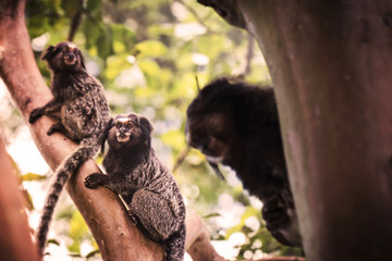 several monkeys in a tree. Monkey Callithrix penicillata in danger of extinction. Brazilian fauna.