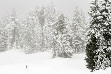Fototapeta na wymiar Skier at the bottom of a hill with snow covered trees in a coniferous mountain forest; forest surrounded and enveloped in a cloud or fog
