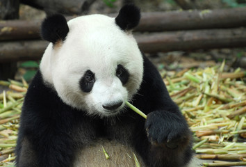 close up on giant pandas sitting and eating