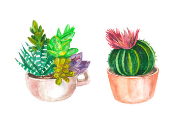 watercolor seamless pattern of cacti and succulents. watercolor background