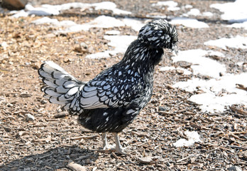 Black and white chicken