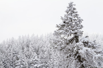 Snow covered trees in a coniferous mountain forest; forest surrounded and enveloped in a cloud or fog