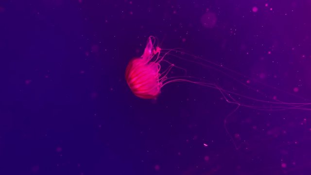 Closeup underwater video recording of swimming red jellyfishes