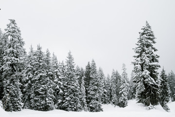 Snow covered trees in a coniferous mountain forest; forest surrounded and enveloped in a cloud or fog