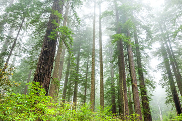 Redwoods in the fog, Lady Bird grove, Redwood national park, California