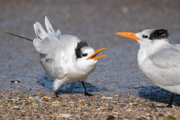 Royal Terns