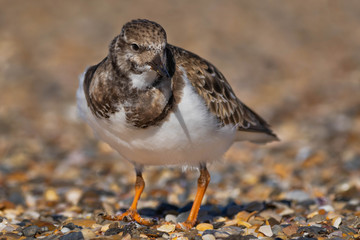 Ruddy Turnstone