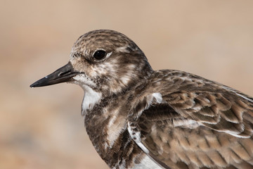Ruddy Turnstone