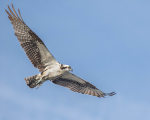 Osprey