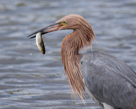 Reddish Egret