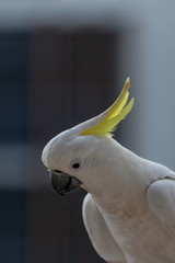Cockatoo