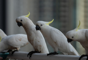 Cockatoo