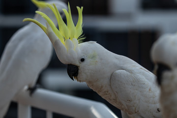 Cockatoo