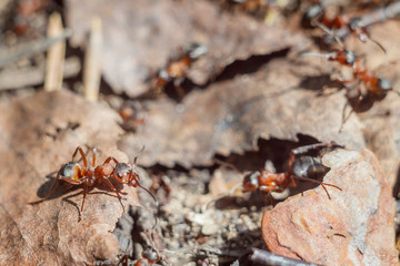 funny group of ants close up portrait working day of their life and relationships in a team on a bright sunny day. soft focus and copy space