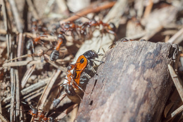 funny group of ants attacks a ladybug close-up portrait of their working day life and relationships in a team on a bright sunny day. soft focus and copy space
