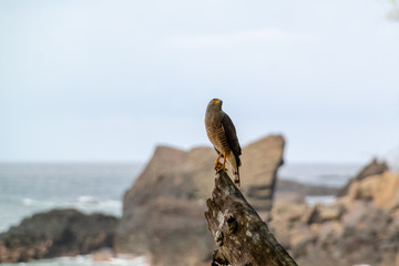 Roadside Hawk (Buteo magnirostris) perched on a tree trunk on the beach near Manuel Antonio Costa Rica