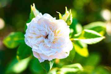 Obraz premium Close up of a flower