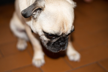 Pug being sad or scared