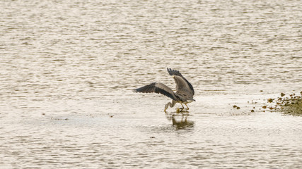 Grey Heron (Ardea cinerea) striking for a fish on lake edge, taken in London