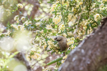 Speckled Mousebird (Colius striatus)