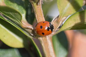 A ladybug crawling on a twig towards a leaf.