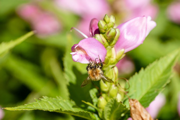 Tree Bumblebee (Bombus hypnorum)