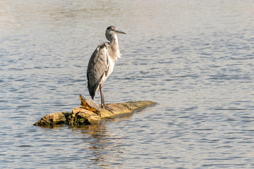 Grey Heron (Ardea cinerea) sitting on a log in a lake next to a turtle, taken in London
