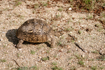 Leopard Tortoise (Stigmochelys pardalis)