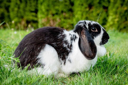 Black floppy hotsell eared rabbit