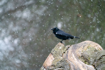 Carrion crow (Corvus corone)
