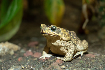 Cane Toad (Rhinella marina)