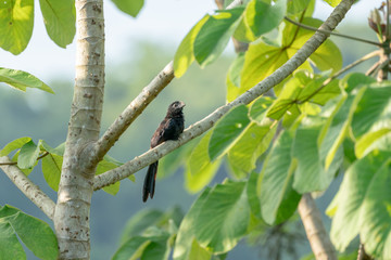 Smooth-billed Ani (Crotophaga ani)