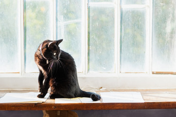 Chat noir assis devant une fenêtre