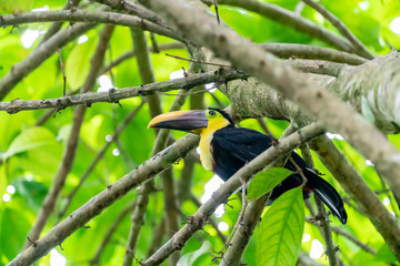 Chestnut-mandibled Toucan (Ramphastos swainsonii)