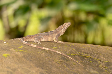 Black Spiny Tailed Iguana (Ctenosaura similis)