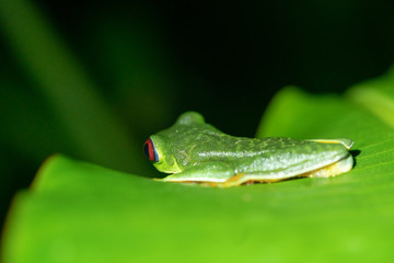 Red-Eyed Leaf Frog (Agalychnis callidryas)